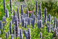 LA GREEN TOUCH - Agastache 'black adder' x40 – entre 2,5 et 3,33m2