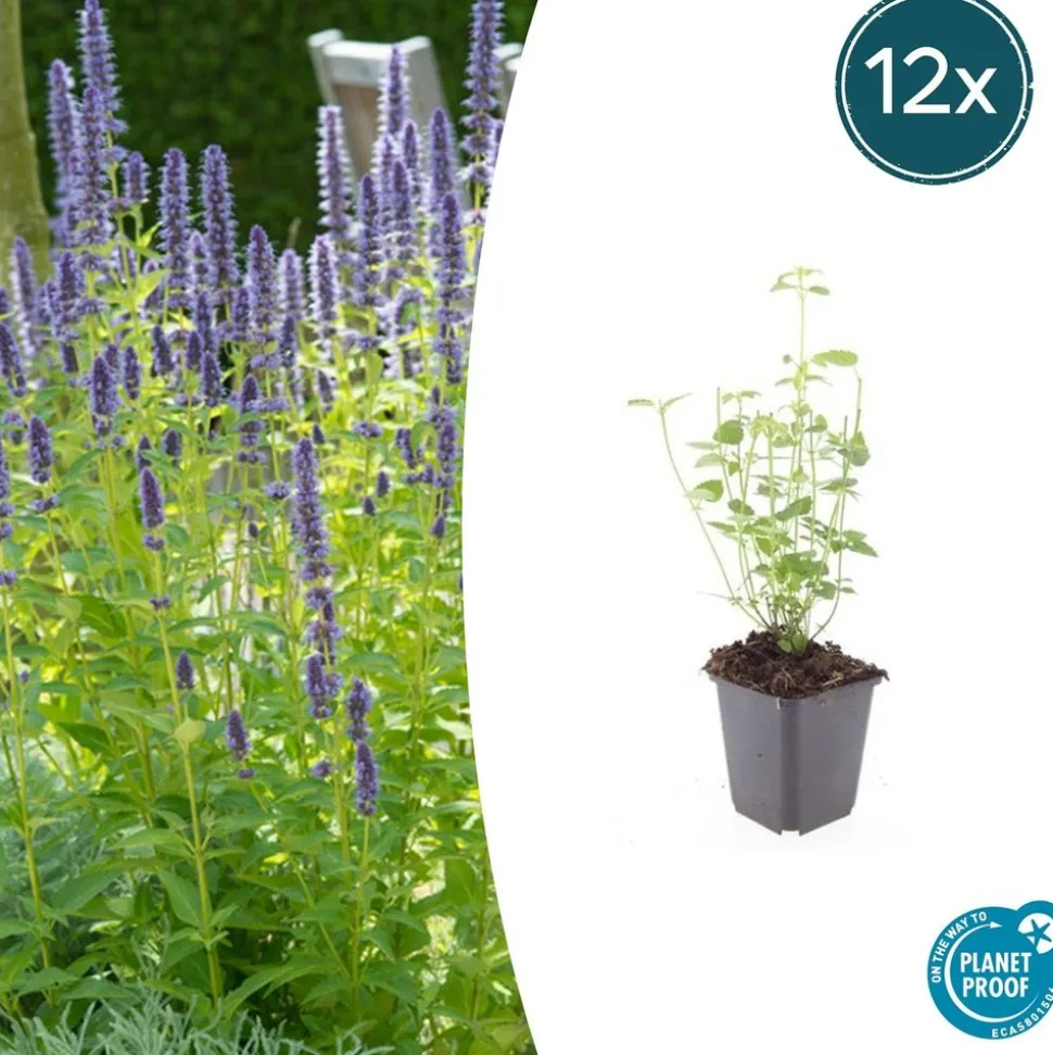 LA GREEN TOUCH - Agastache 'black adder' x40 – entre 2,5 et 3,33m2