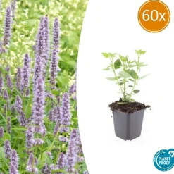 LA GREEN TOUCH - Agastache 'blue fortune' x60 – entre 3,75 et 5m2