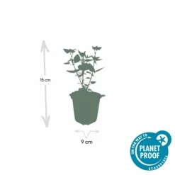 LA GREEN TOUCH - Agastache 'blue fortune' x60 – entre 3,75 et 5m2