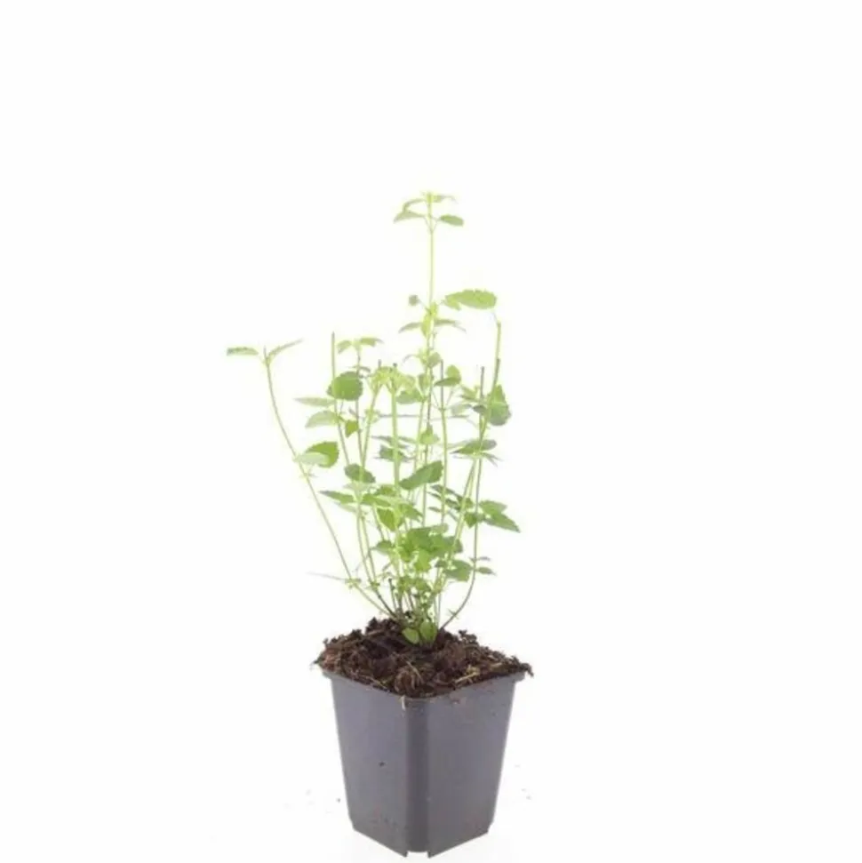 LA GREEN TOUCH - Agastache 'black adder' x20 – entre 1,25 et 1,67m2