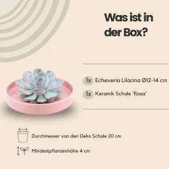 LA GREEN TOUCH - Agastache 'black adder' x20 – entre 1,25 et 1,67m2