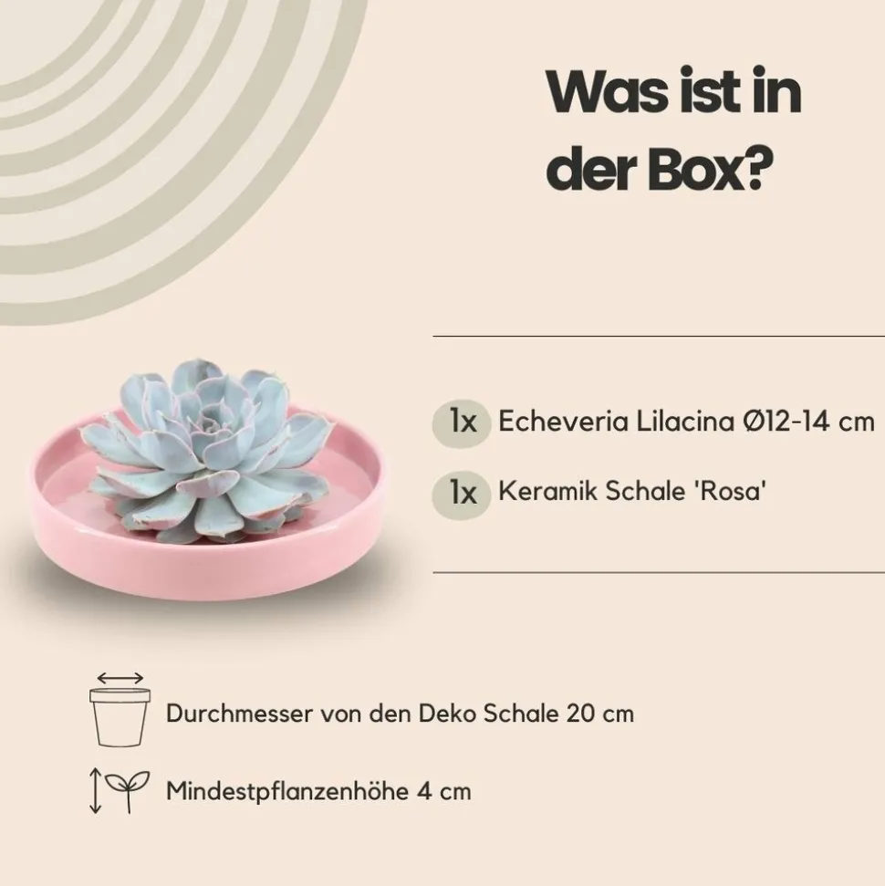 LA GREEN TOUCH - Agastache 'black adder' x20 – entre 1,25 et 1,67m2