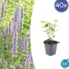 LA GREEN TOUCH - Agastache 'blue fortune' x40 – entre 2,5 et 3,33m2