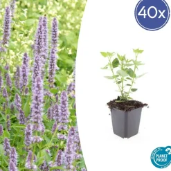 LA GREEN TOUCH - Agastache 'blue fortune' x40 – entre 2,5 et 3,33m2
