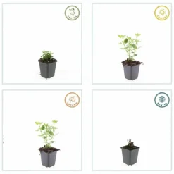 LA GREEN TOUCH - Agastache 'blue fortune' x40 – entre 2,5 et 3,33m2