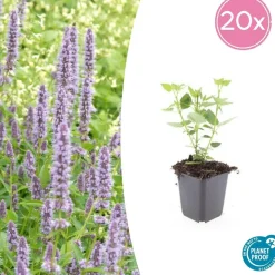 LA GREEN TOUCH - Agastache 'blue fortune' x40 – entre 2,5 et 3,33m2