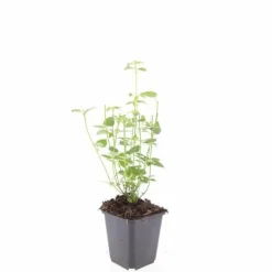 LA GREEN TOUCH - Agastache 'black adder' x12 – entre 0,75 et 1m2