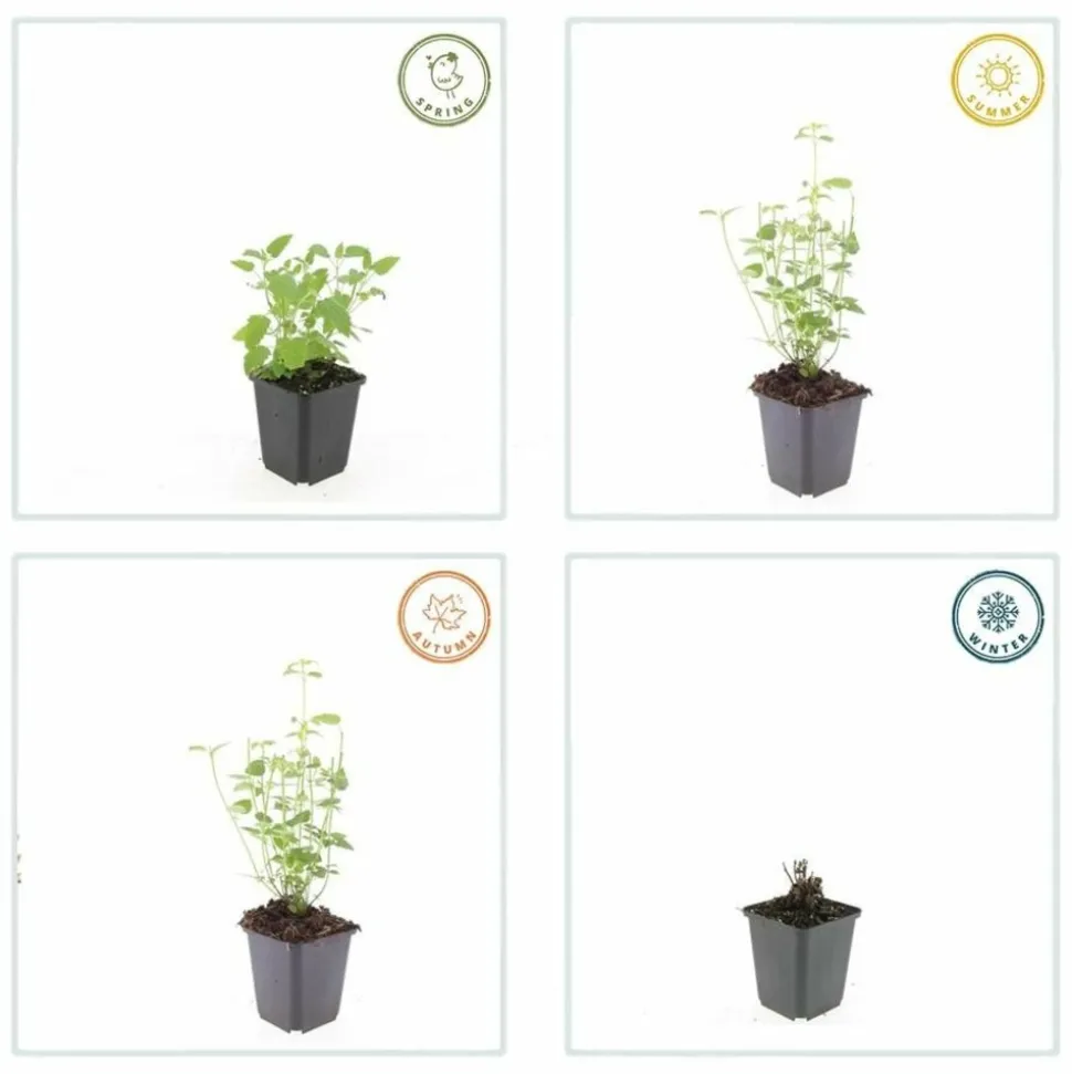 LA GREEN TOUCH - Agastache 'black adder' x12 – entre 0,75 et 1m2