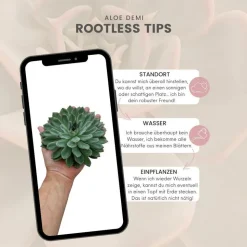 LA GREEN TOUCH - Agastache 'black adder' x12 – entre 0,75 et 1m2