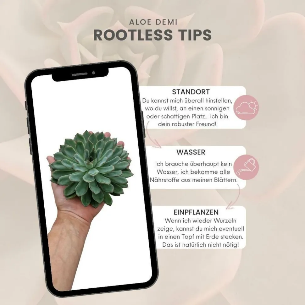 LA GREEN TOUCH - Agastache 'black adder' x12 – entre 0,75 et 1m2