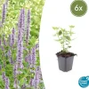 LA GREEN TOUCH - Agastache 'blue fortune' x6 – entre 0,38 et 0,5m2