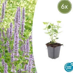 LA GREEN TOUCH - Agastache 'blue fortune' x6 – entre 0,38 et 0,5m2
