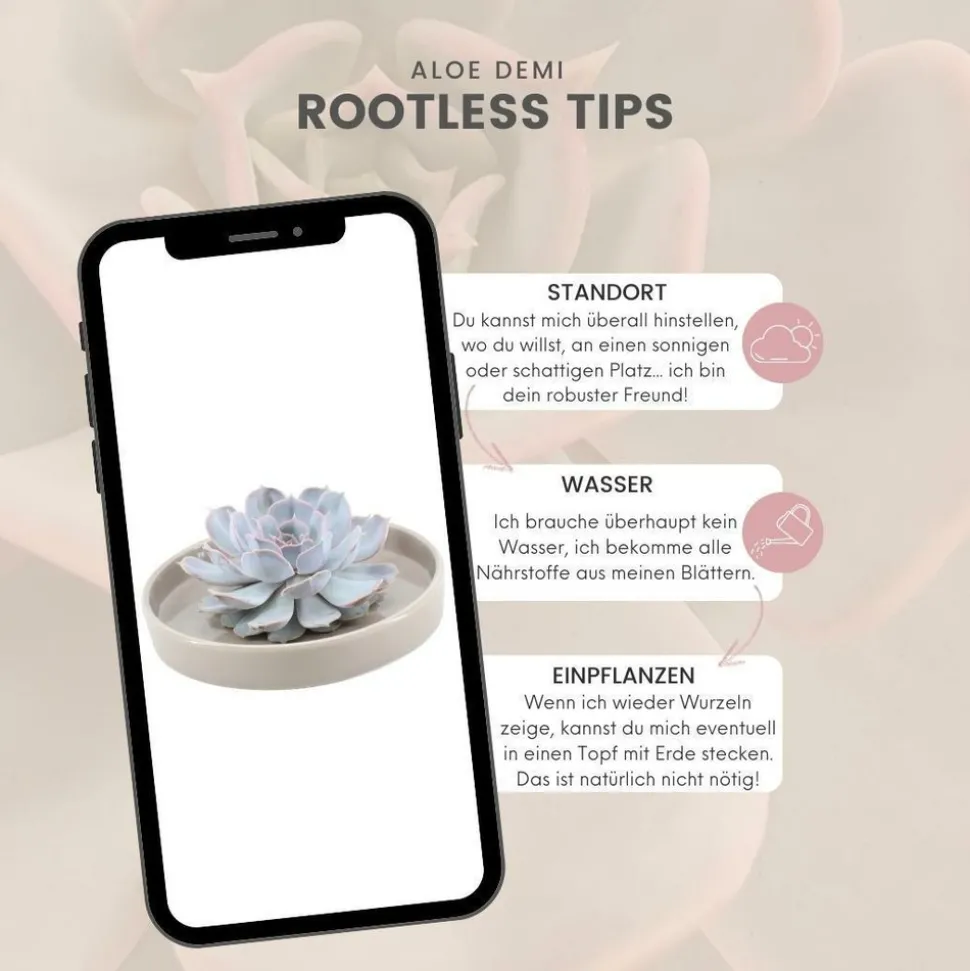 LA GREEN TOUCH - Agastache 'blue fortune' x20 – entre 1,25 et 1,67m2