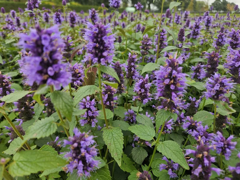 LA GREEN TOUCH - Agastache 'blue fortune' x20 – entre 1,25 et 1,67m2