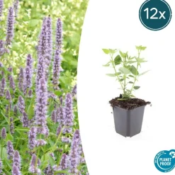 LA GREEN TOUCH - Agastache 'blue fortune' x20 – entre 1,25 et 1,67m2