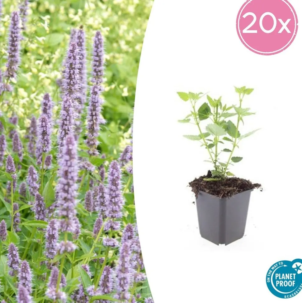 LA GREEN TOUCH - Agastache 'blue fortune' x20 – entre 1,25 et 1,67m2