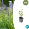 LA GREEN TOUCH - Agastache 'black adder' x6 – entre 0,38 et 0,5m2