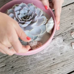 LA GREEN TOUCH - Agastache 'black adder' x6 – entre 0,38 et 0,5m2