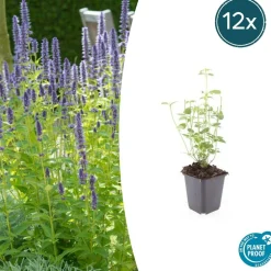 LA GREEN TOUCH - Agastache 'black adder' x6 – entre 0,38 et 0,5m2