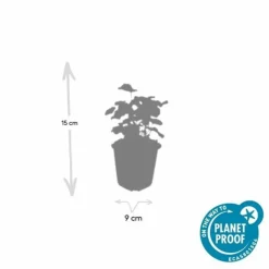 LA GREEN TOUCH - Alchémille commune x40 – entre 2,5 et 3,33m2