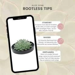 LA GREEN TOUCH - Alchémille commune x40 – entre 2,5 et 3,33m2