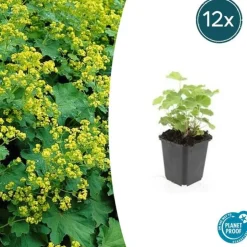 LA GREEN TOUCH - Alchémille commune x40 – entre 2,5 et 3,33m2