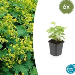 LA GREEN TOUCH - Alchémille commune x6 – entre 0,38 et 0,5m2