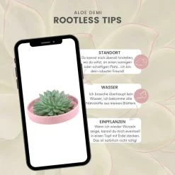 LA GREEN TOUCH - Alchémille commune x6 – entre 0,38 et 0,5m2