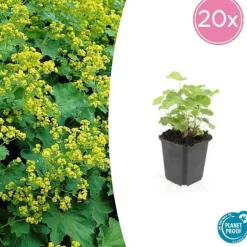 LA GREEN TOUCH - Alchémille commune x6 – entre 0,38 et 0,5m2