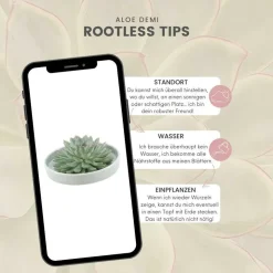 LA GREEN TOUCH - Alchémille commune x12 – entre 0,75 et 1m2