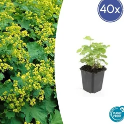 LA GREEN TOUCH - Alchémille commune x12 – entre 0,75 et 1m2