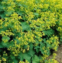 LA GREEN TOUCH - Alchémille commune x60 – entre 3,75 et 5m2