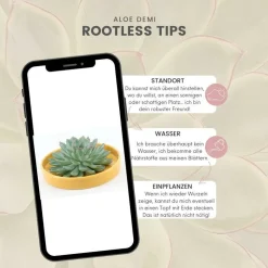 LA GREEN TOUCH - Alchémille commune x60 – entre 3,75 et 5m2