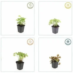 LA GREEN TOUCH - Alchémille commune x20 – entre 1,25 et 1,67m2