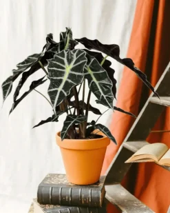 LA GREEN TOUCH - Alocasia polly 45cm - plante d'intérieur