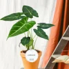LA GREEN TOUCH - Alocasia frydek 35cm - plante d'intérieur x lot de 2 plantes