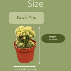 LA GREEN TOUCH - Alocasia frydek 35cm - plante d'intérieur x lot de 2 plantes