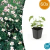LA GREEN TOUCH - Anémone du japon 'robustissima' x60 – entre 3,75 et 5m2