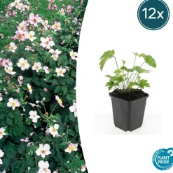 LA GREEN TOUCH - Anémone du japon 'robustissima' x60 – entre 3,75 et 5m2