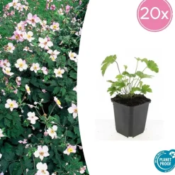 LA GREEN TOUCH - Anémone du japon 'robustissima' x12 – entre 0,75 et 1m2