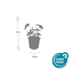 LA GREEN TOUCH - Anémone du japon 'robustissima' x20 – entre 1,25 et 1,67m2