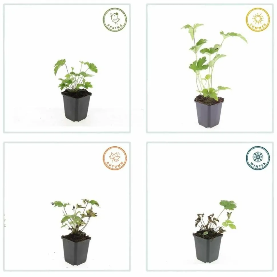 LA GREEN TOUCH - Anémone du japon 'robustissima' x20 – entre 1,25 et 1,67m2