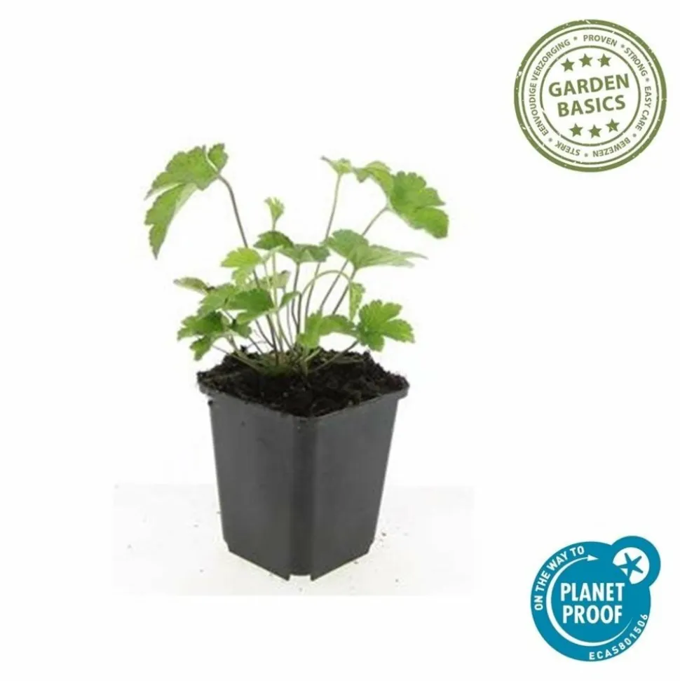 LA GREEN TOUCH - Anémone du japon 'robustissima' x20 – entre 1,25 et 1,67m2