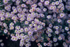 LA GREEN TOUCH - Aster du japon 'stardust' x60 – entre 3,75 et 5m2