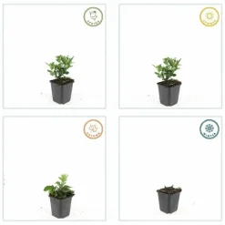 LA GREEN TOUCH - Aster du japon 'stardust' x60 – entre 3,75 et 5m2