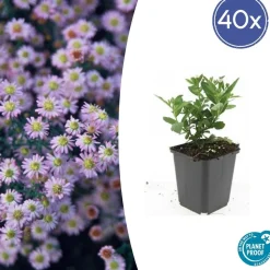 LA GREEN TOUCH - Aster du japon 'stardust' x60 – entre 3,75 et 5m2