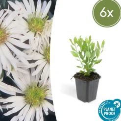 LA GREEN TOUCH - Aster du japon 'ashvi' x6 – entre 0,38 et 0,5m2