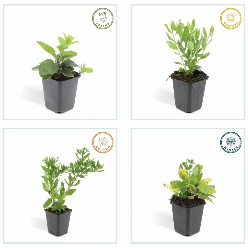 LA GREEN TOUCH - Aster du japon 'ashvi' x6 – entre 0,38 et 0,5m2