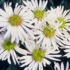 LA GREEN TOUCH - Aster du japon 'ashvi' x6 – entre 0,38 et 0,5m2